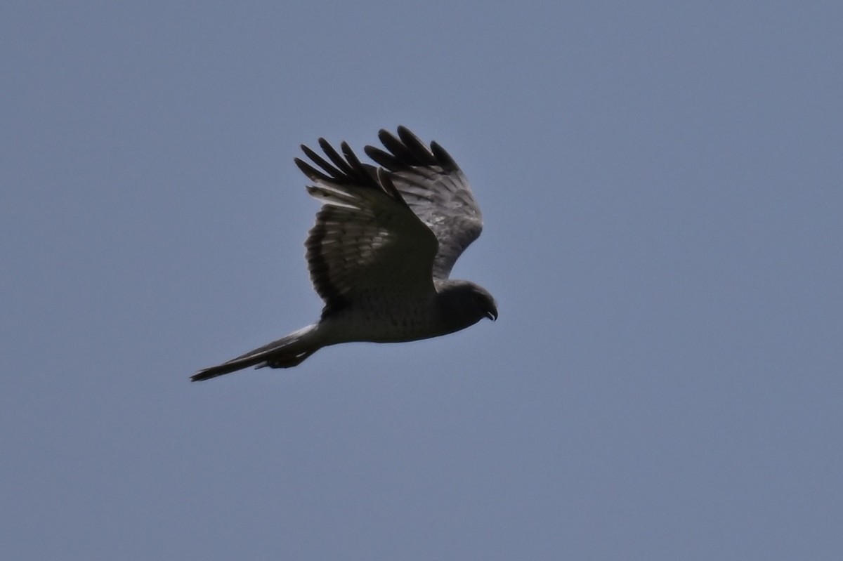 Northern Harrier - ML638314247