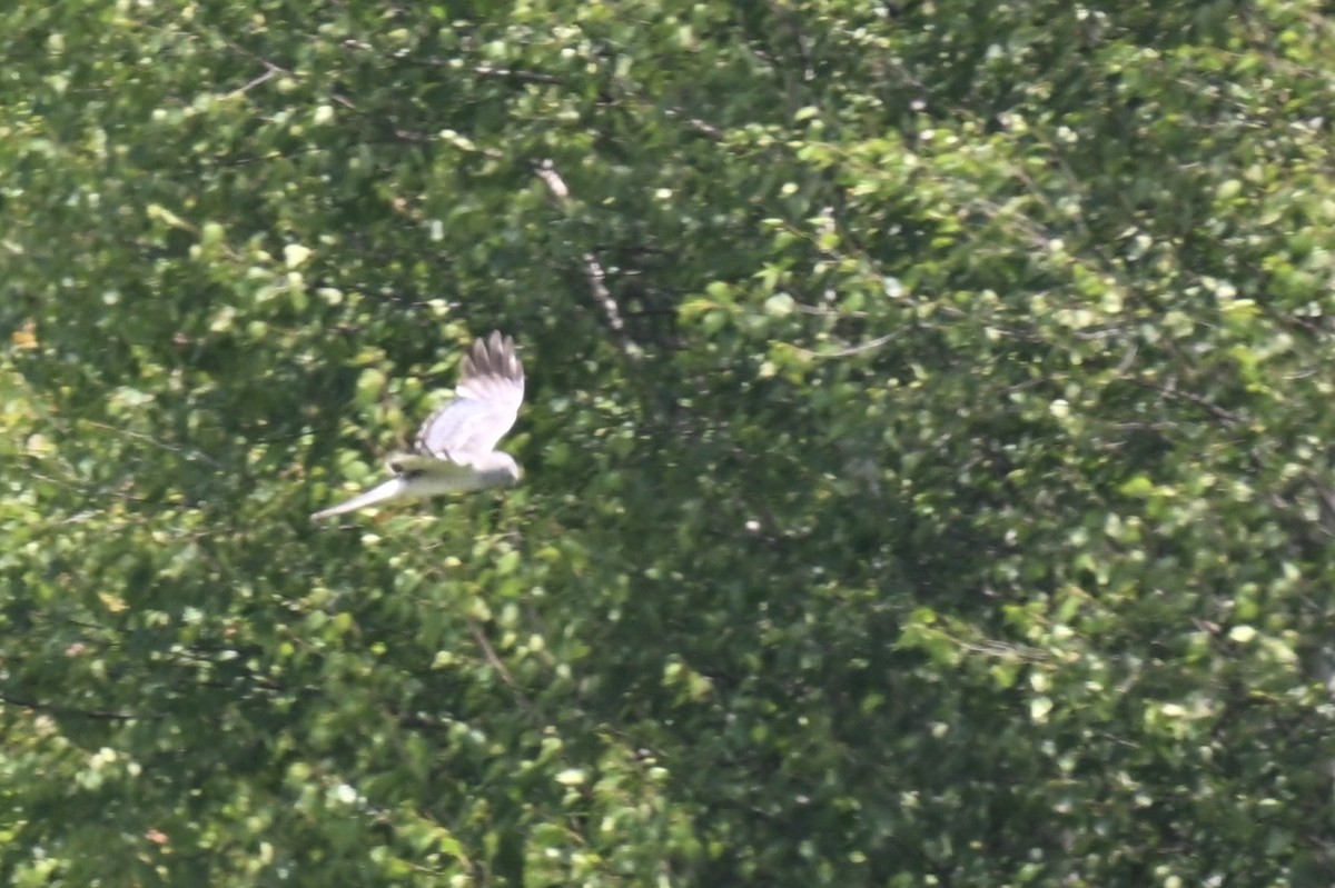 Northern Harrier - ML638314248