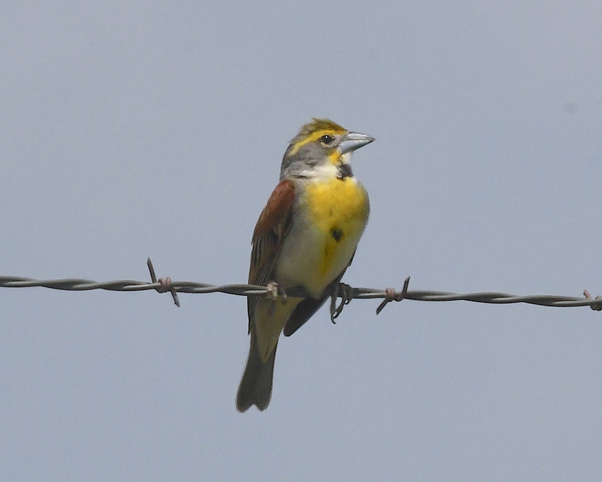 Dickcissel - ML638314260