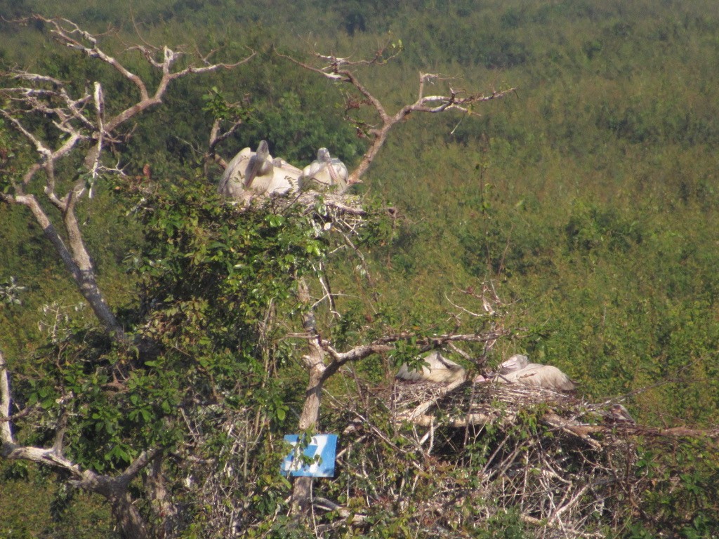 Spot-billed Pelican - ML638314278