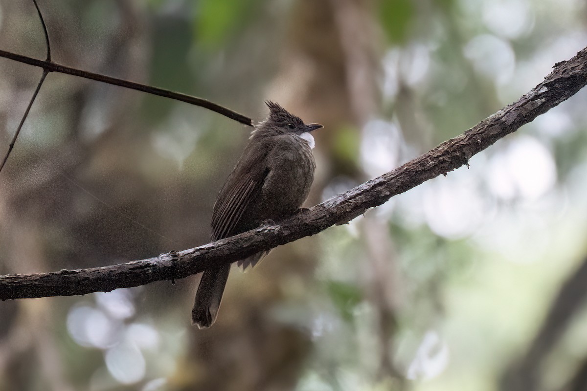 Penan Bulbul - ML638314286