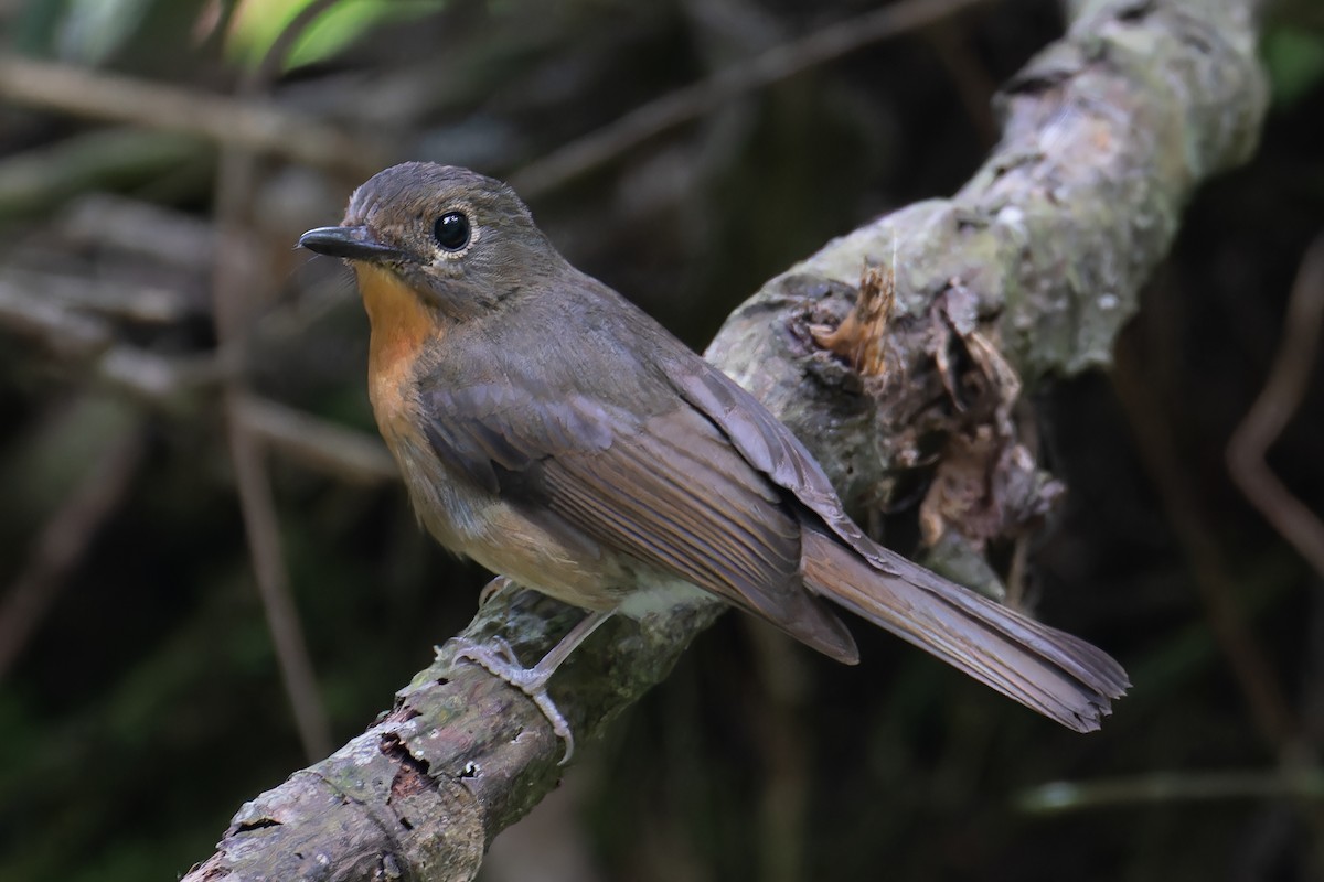 Hill Blue Flycatcher - ML638314307