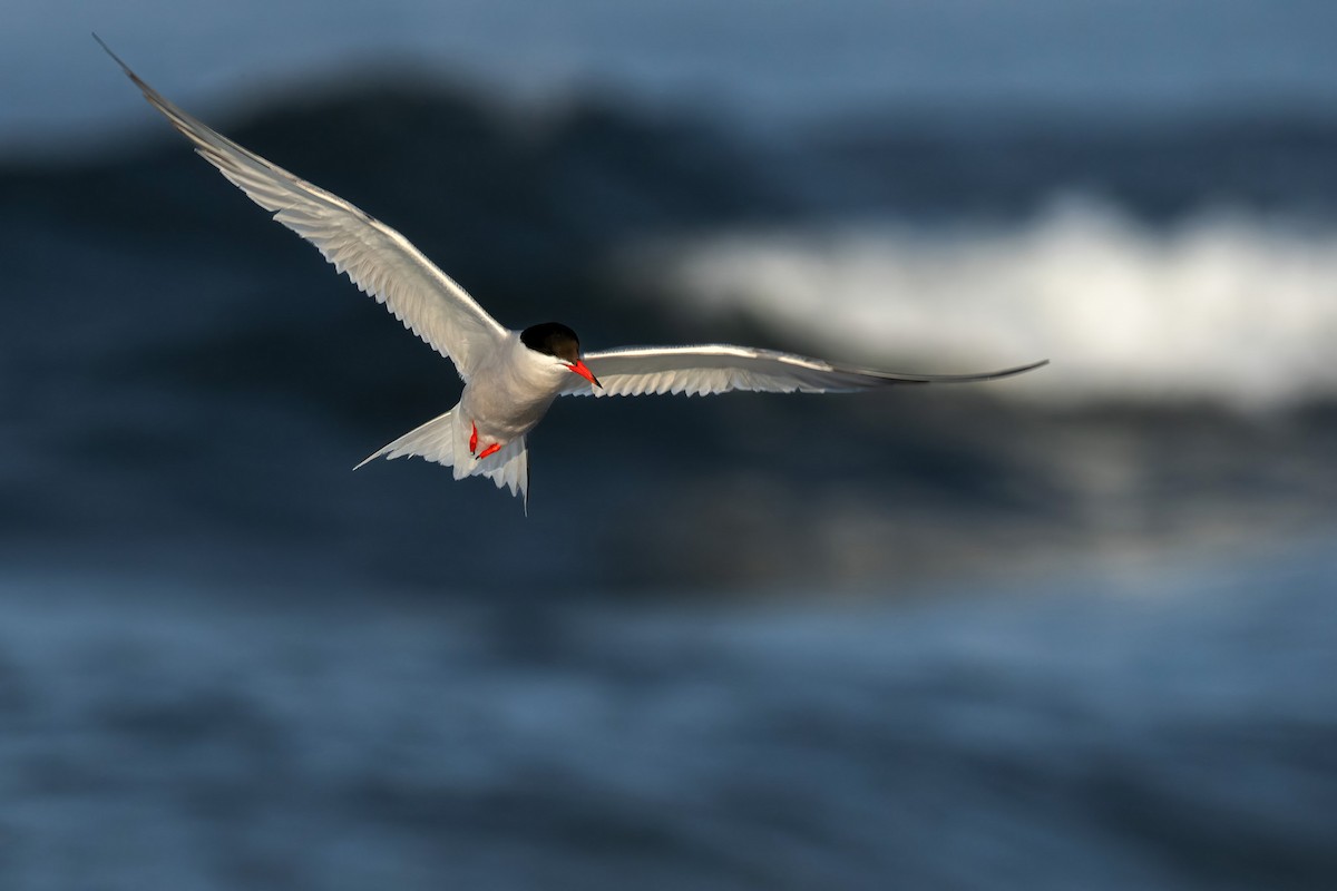 Common Tern - ML638314317