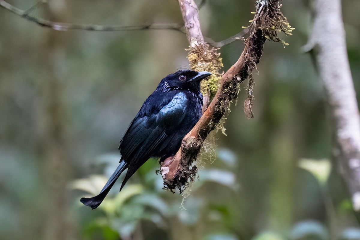 Hair-crested Drongo - ML638314329