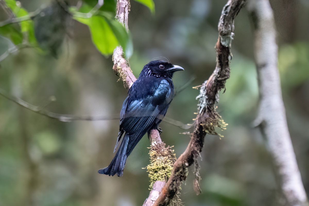 Hair-crested Drongo - ML638314330