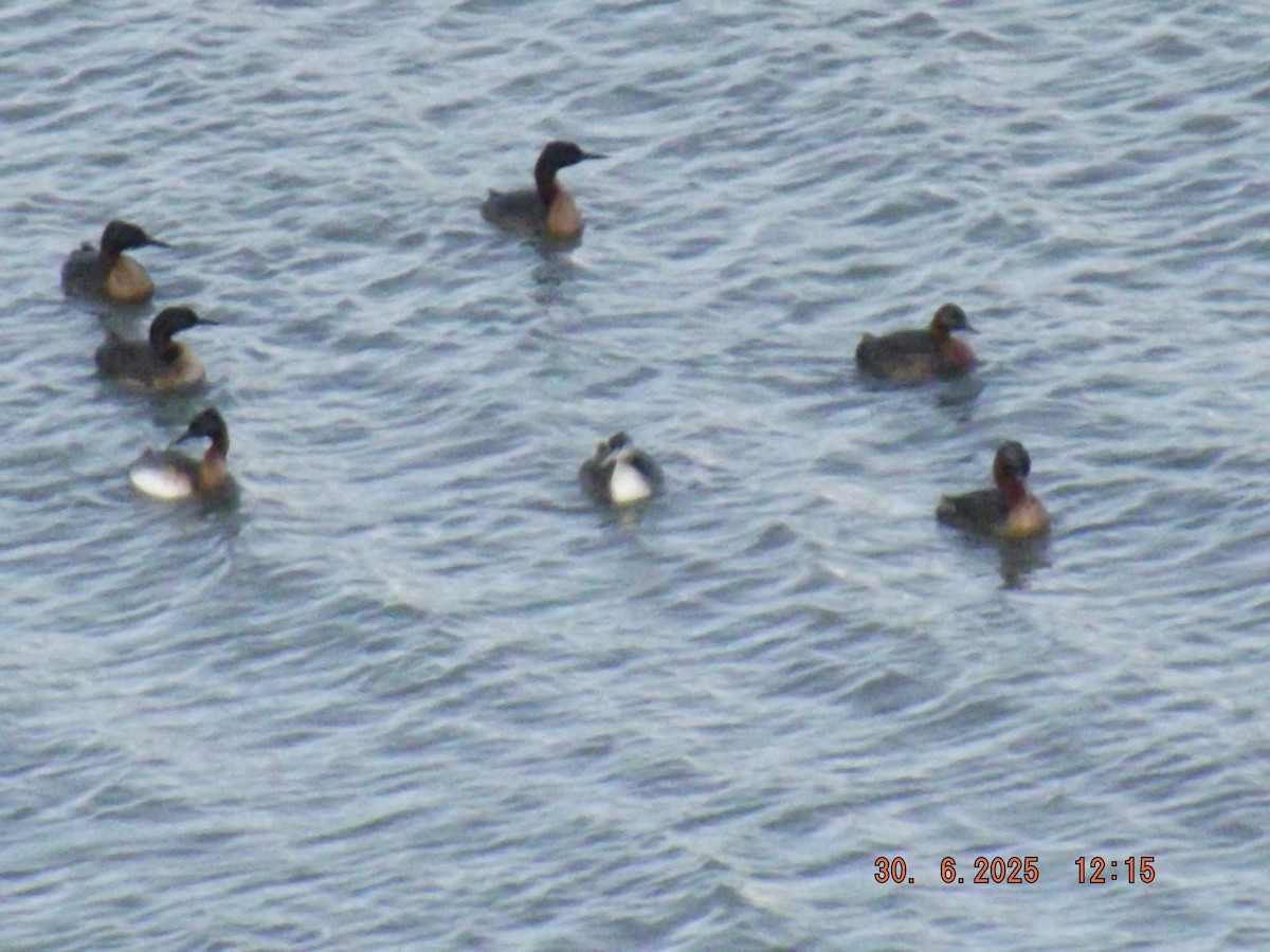 Great Grebe - ML638314342