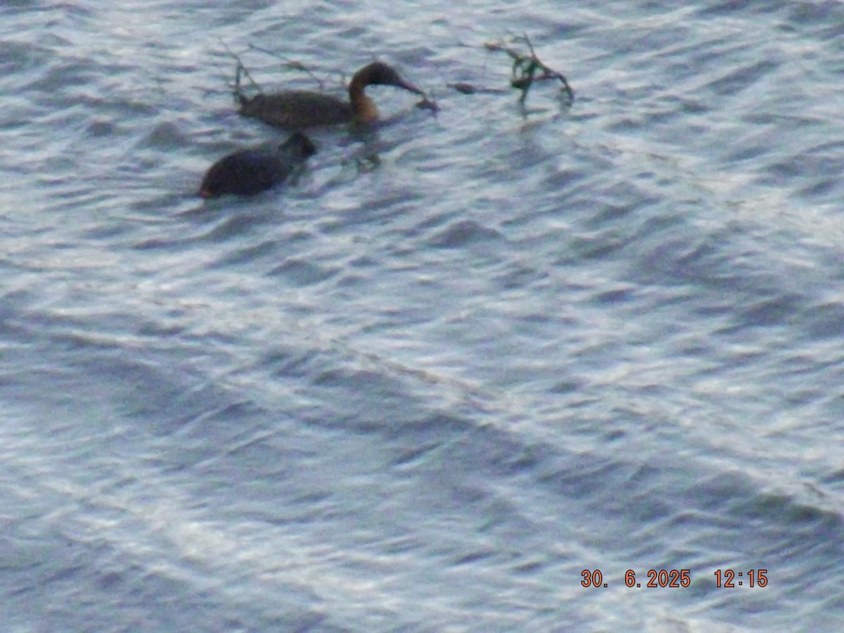Great Grebe - ML638314343