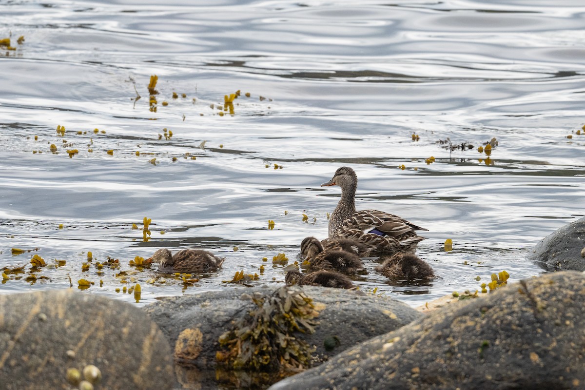 Mallard - ML638314352