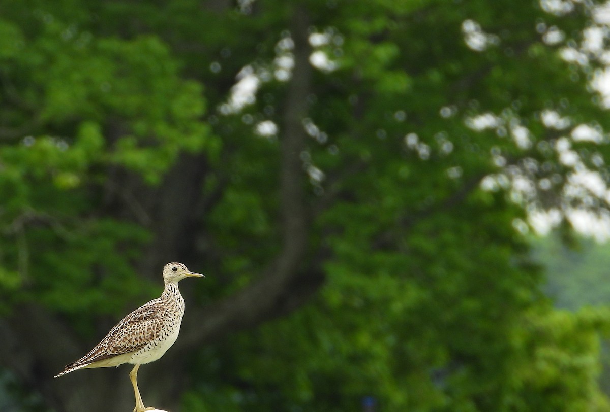 Upland Sandpiper - ML638314354