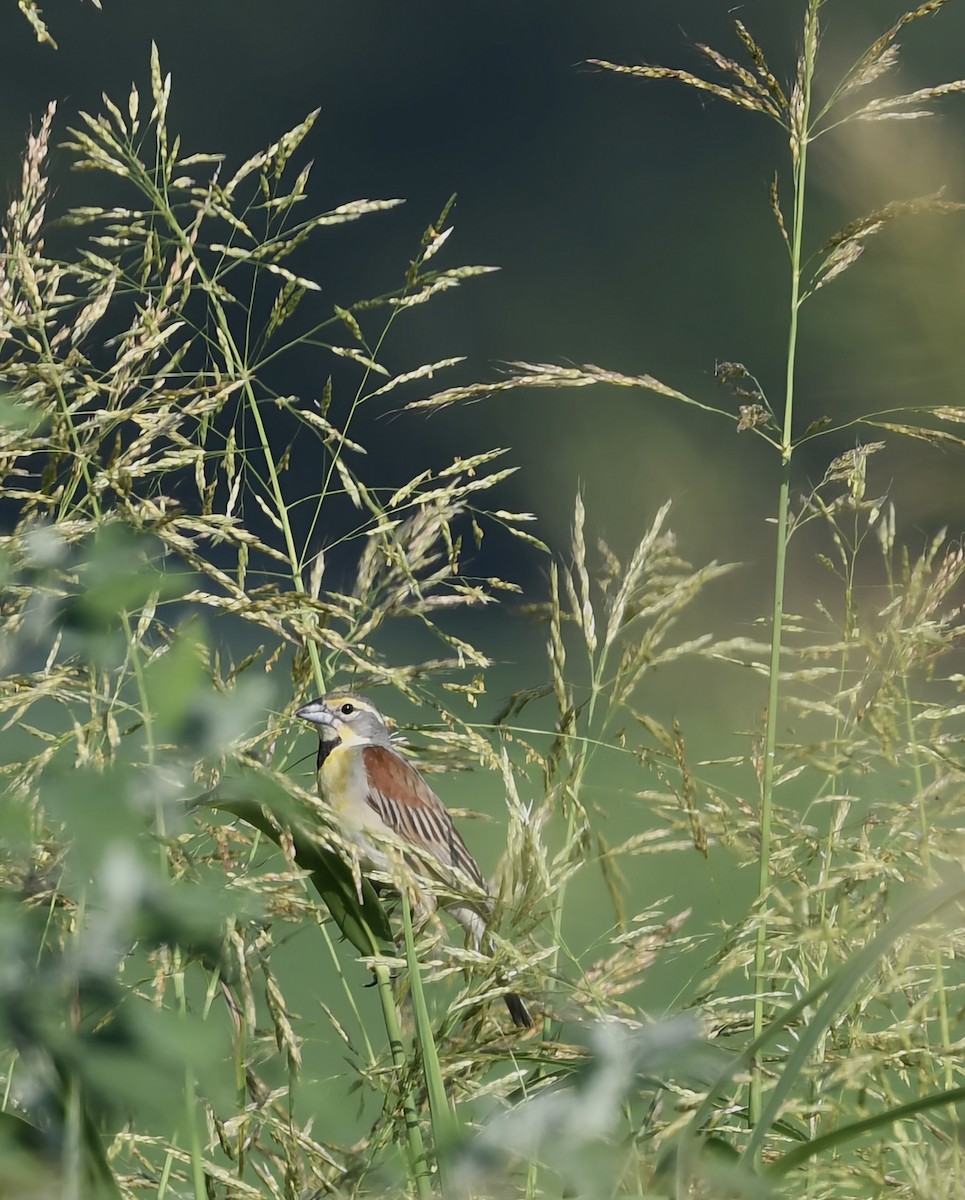 Dickcissel - ML638314355