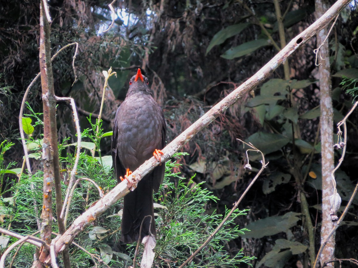 Great Thrush - ML638314360