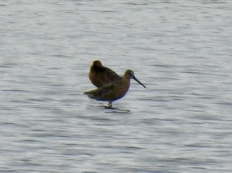 Short-billed Dowitcher - ML638314368