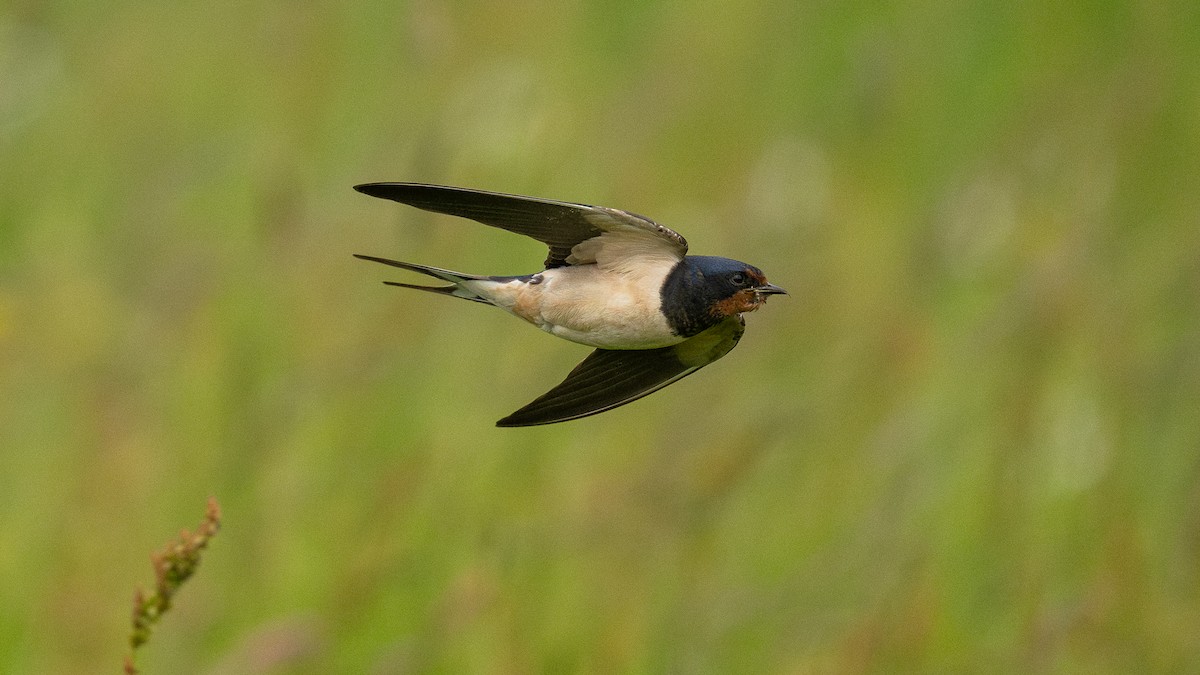 Barn Swallow - ML638314378