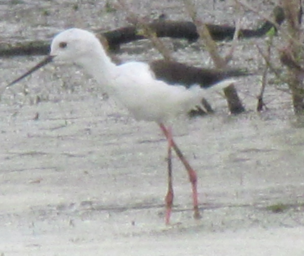 高蹺鴴 - ML638314381