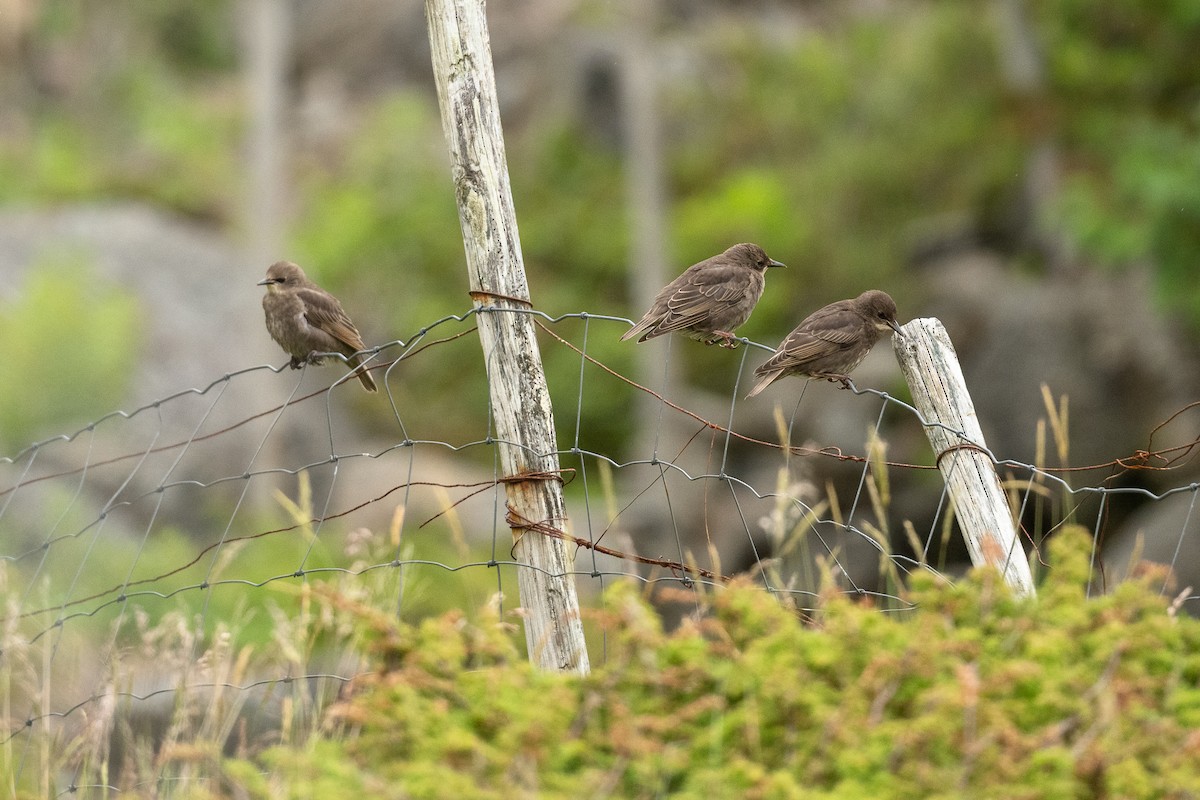 歐洲椋鳥 - ML638314383