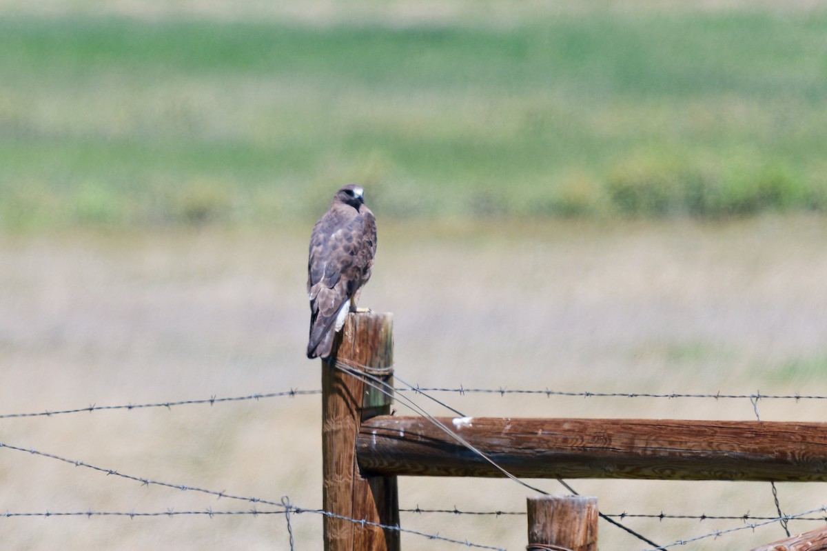 Swainson's Hawk - ML638314387