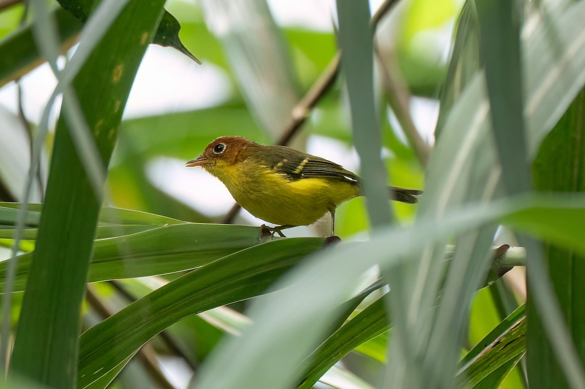Yellow-breasted Warbler - ML638314399