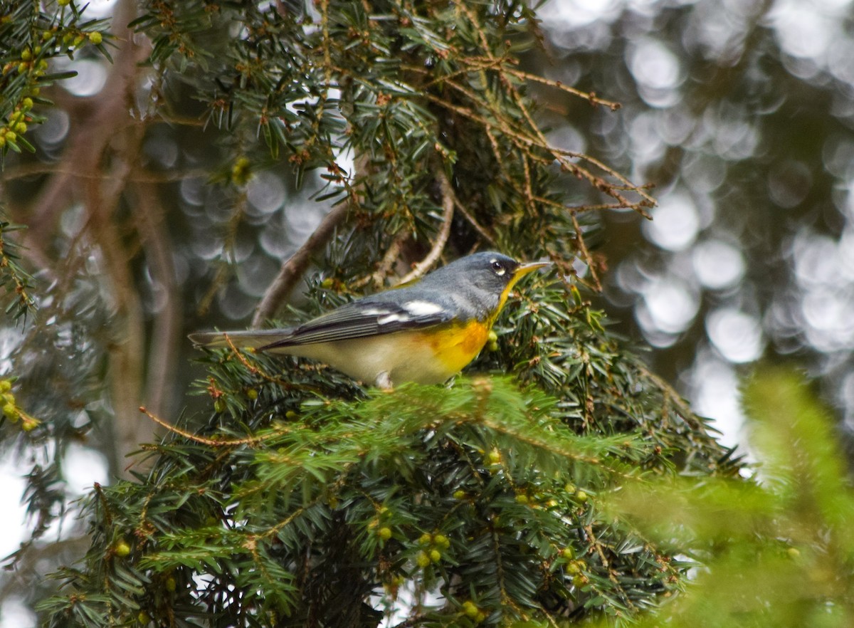 Northern Parula - ML638314401