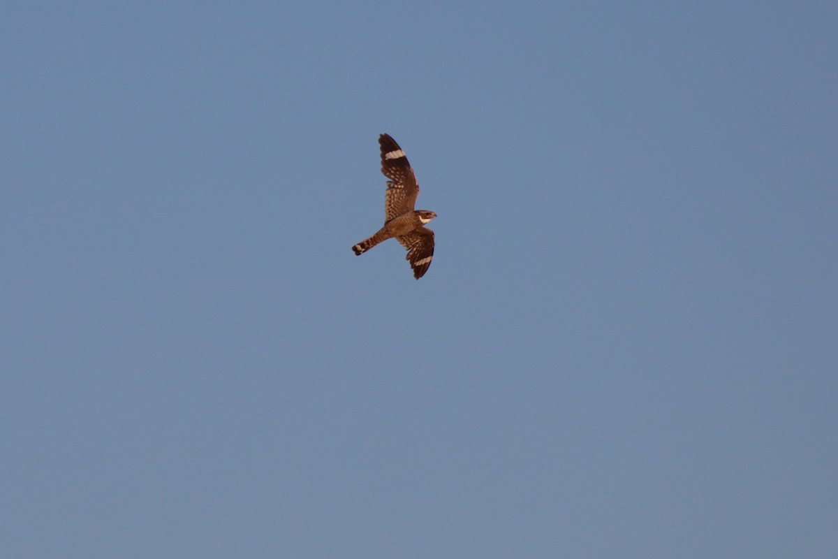 Lesser Nighthawk - ML638314408