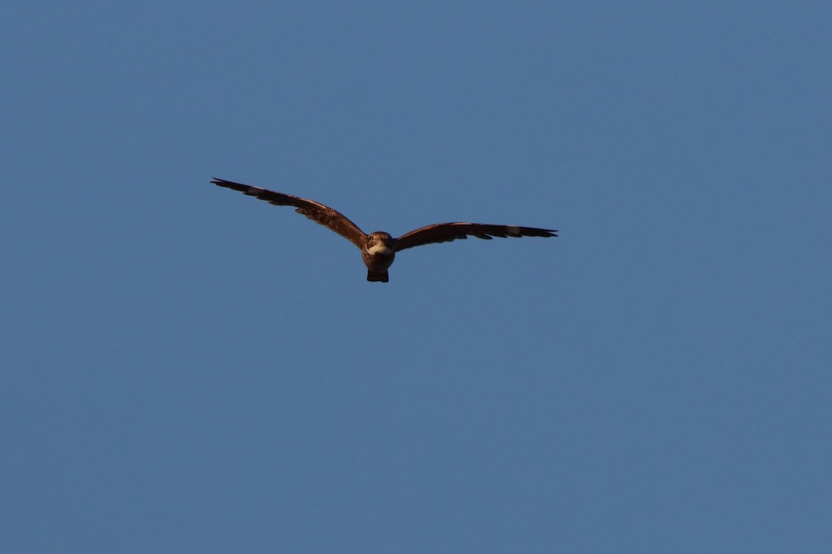 Lesser Nighthawk - ML638314409