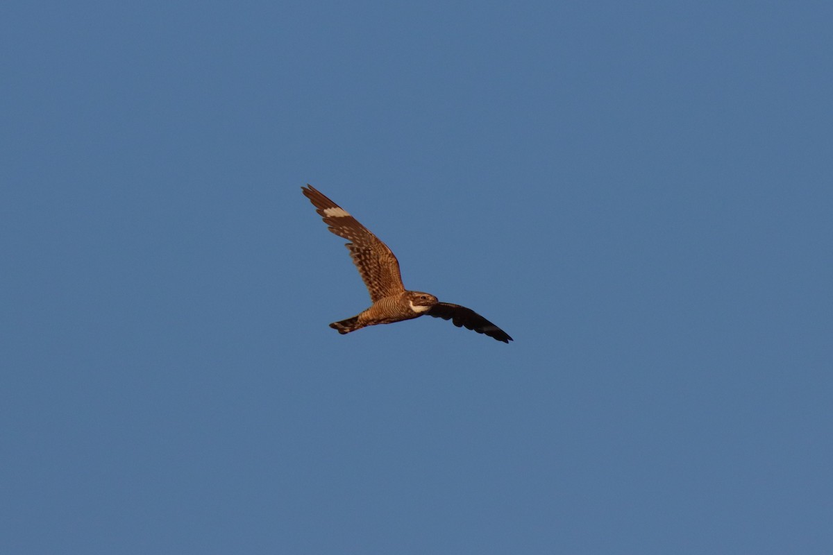 Lesser Nighthawk - ML638314410