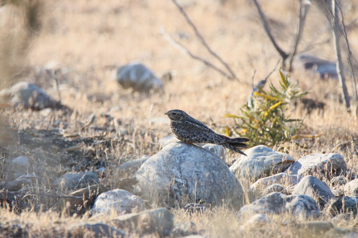 Lesser Nighthawk - ML638314412