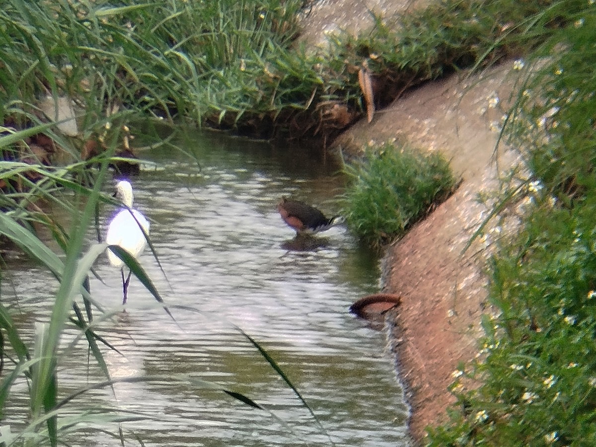 White-breasted Waterhen - ML638314423
