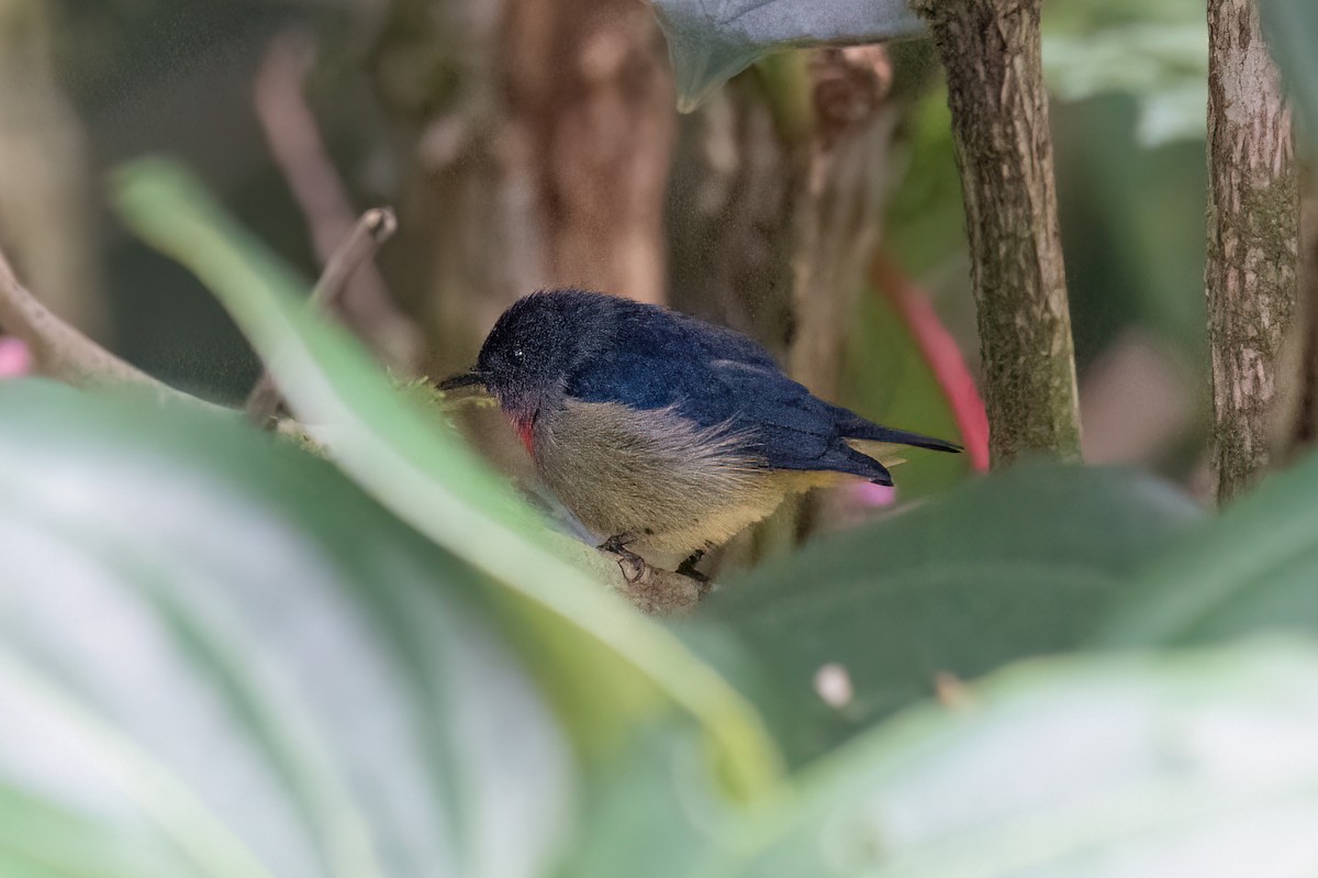 Black-sided Flowerpecker - ML638314424