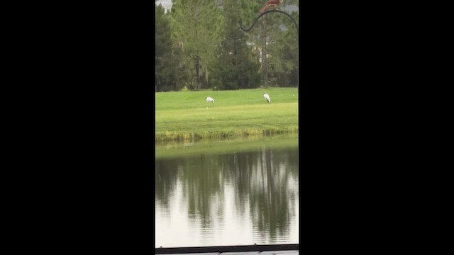 Wood Stork - ML638314433