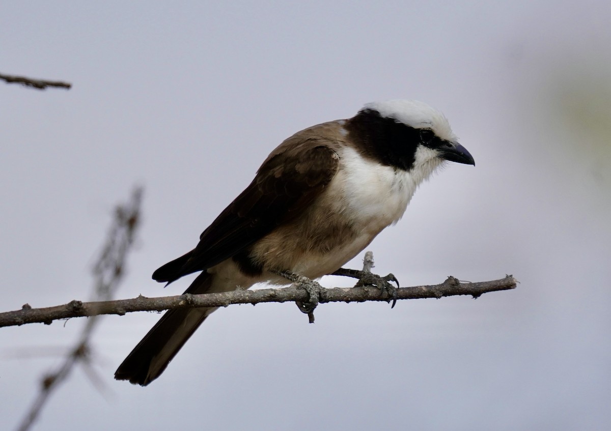 White-rumped Shrike - ML638314438