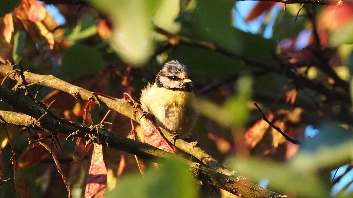Eurasian Blue Tit - ML638314460