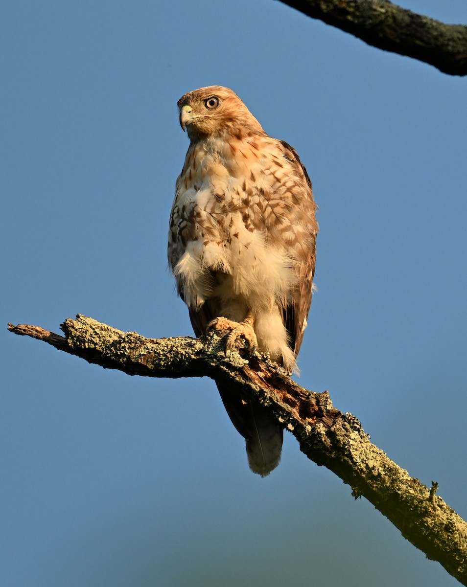 Buse à queue rousse - ML638314463