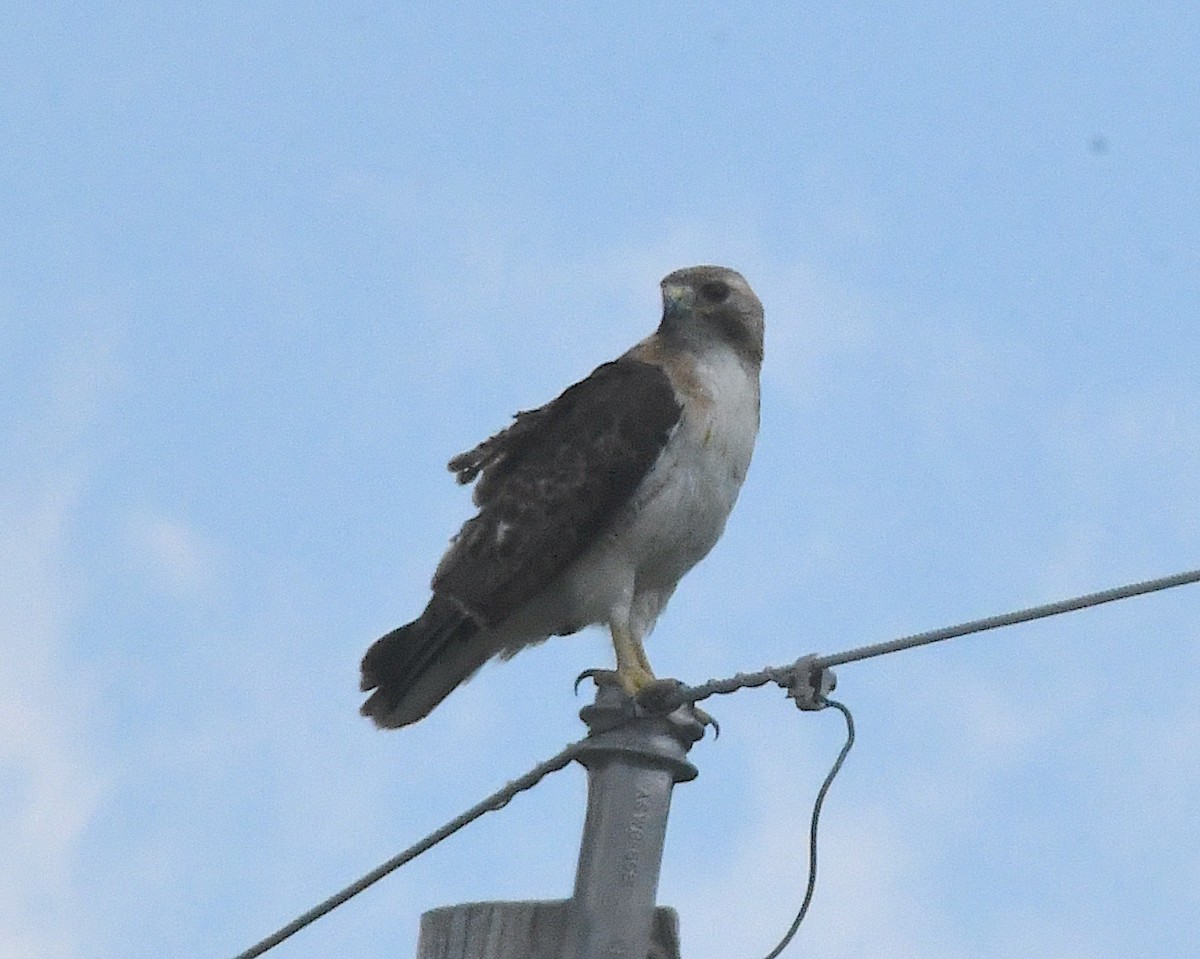 Red-tailed Hawk - ML638314464