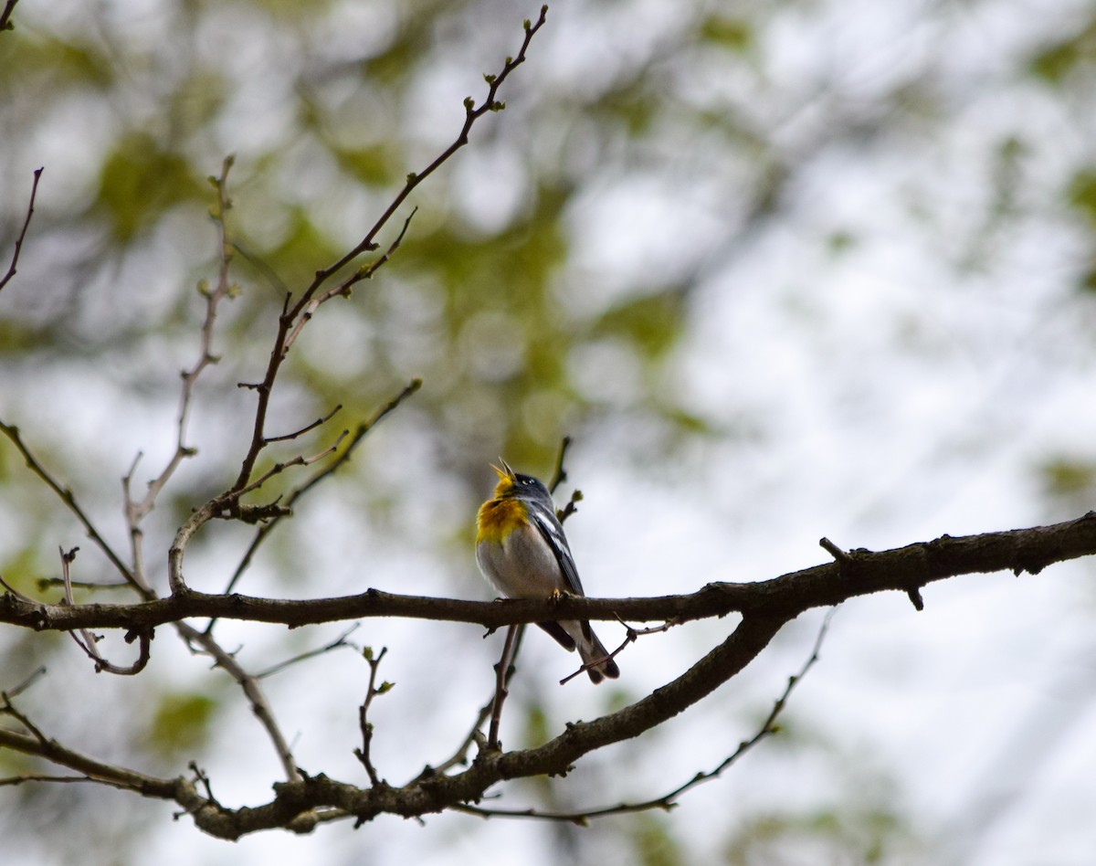 Northern Parula - ML638314467
