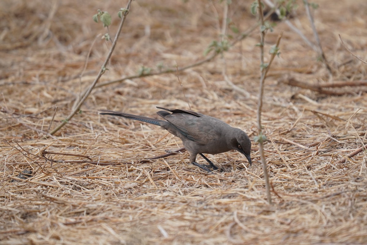 Ashy Starling - ML638314478