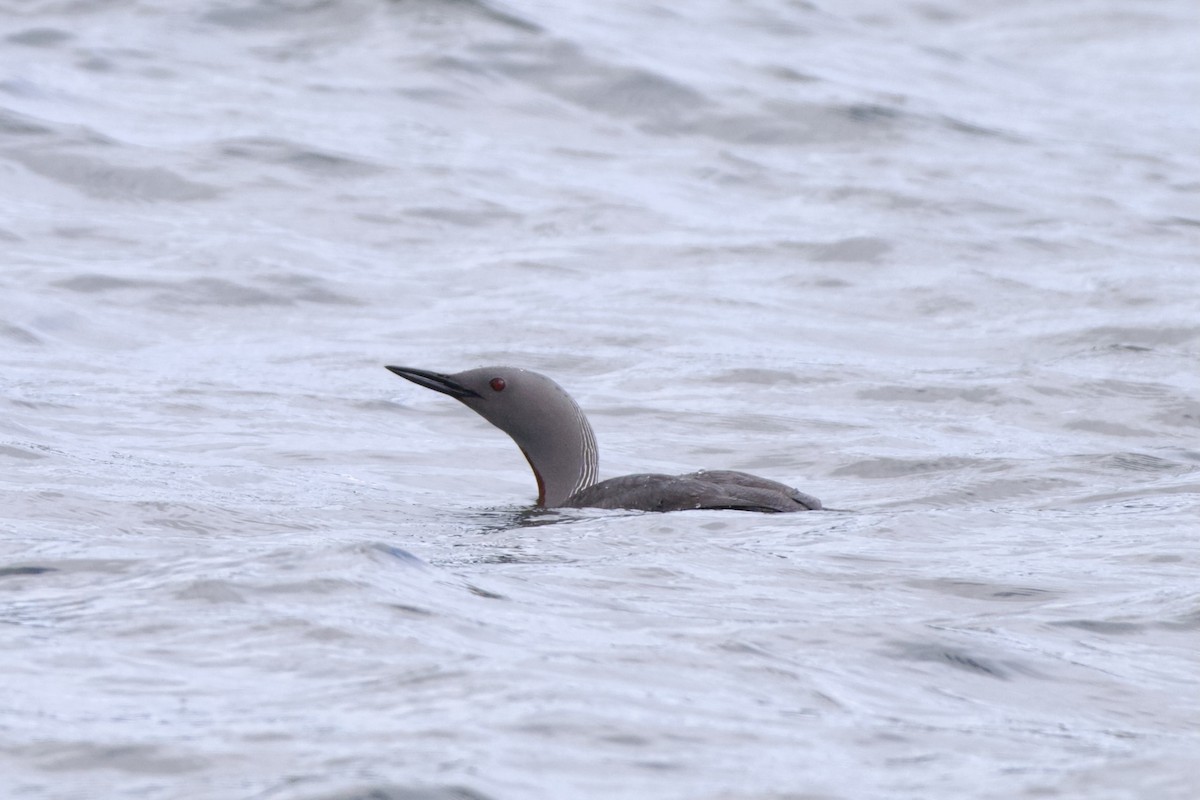 Plongeon catmarin - ML638314485