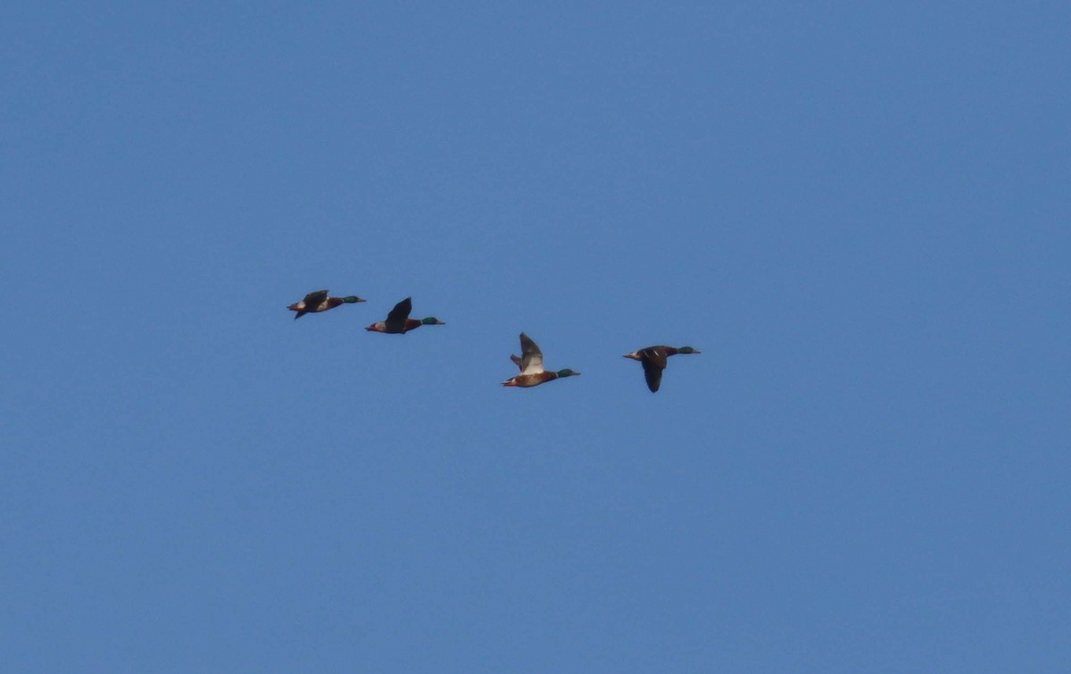 Mallard - ML638314493