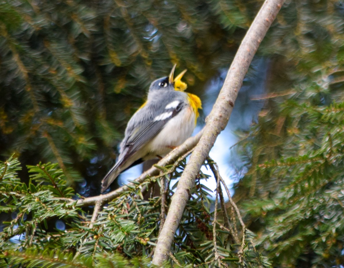 Northern Parula - ML638314494