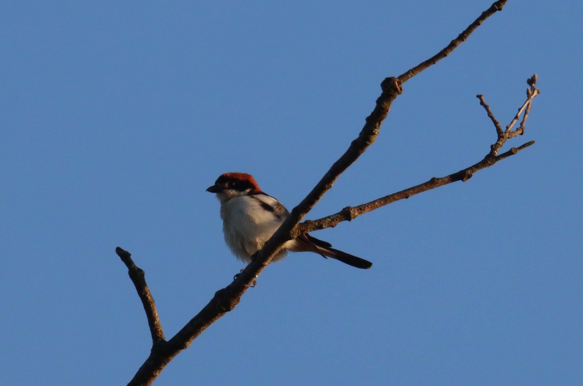 Woodchat Shrike - ML638314498