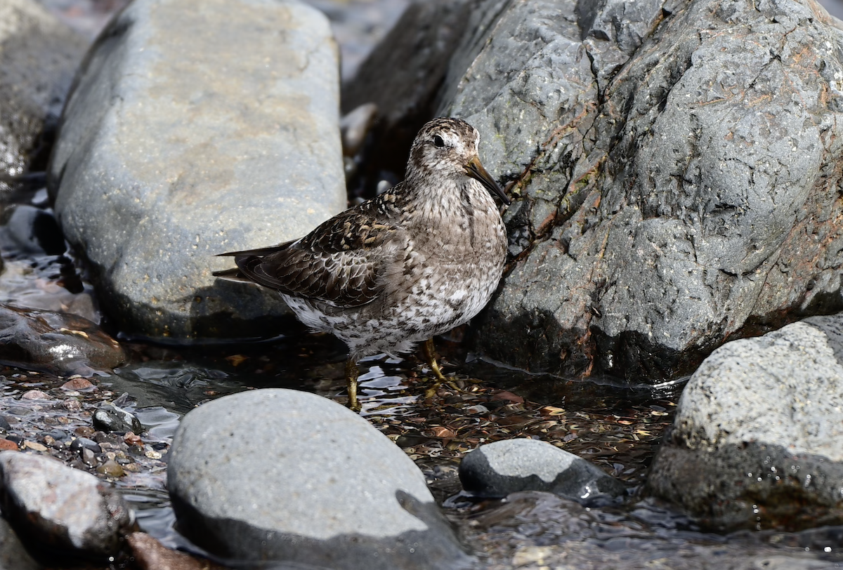 Txirri iluna - ML638314505