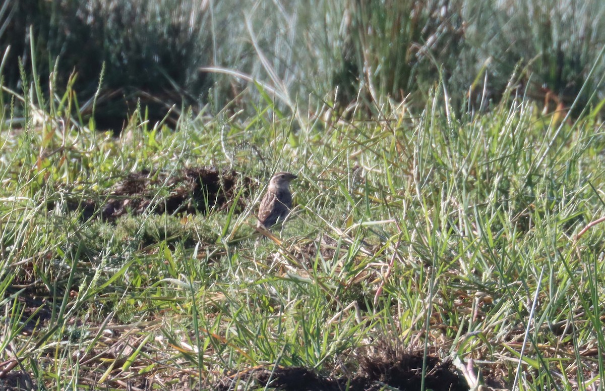 Rock Sparrow - ML638314512