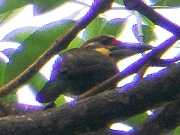 Gold-whiskered Barbet - ML638314516