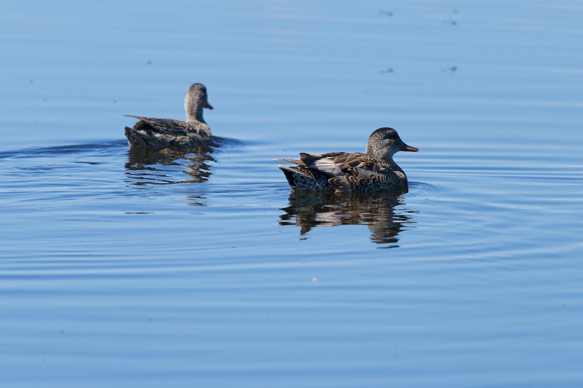Gadwall - ML638314524