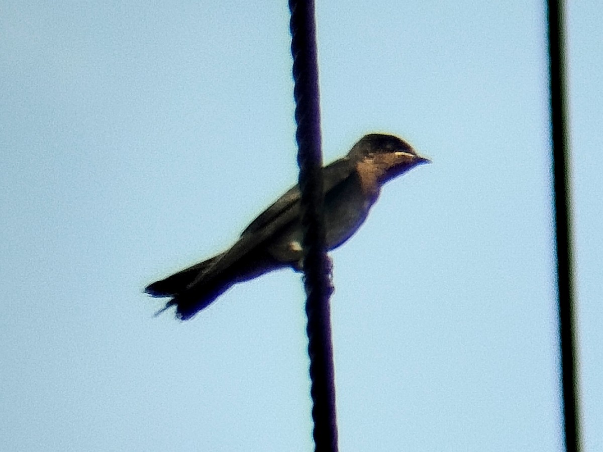 Pacific Swallow - ML638314526