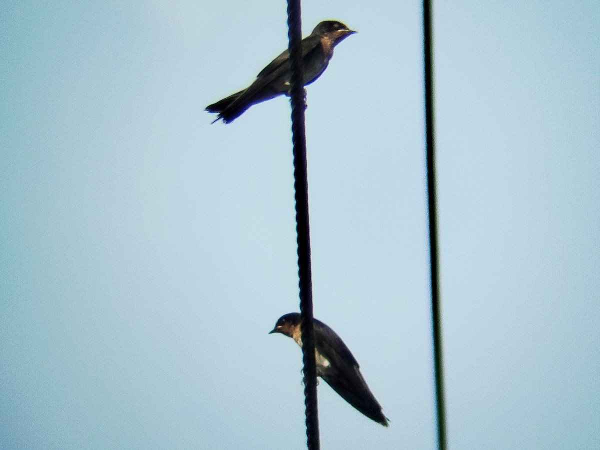 Pacific Swallow - ML638314527