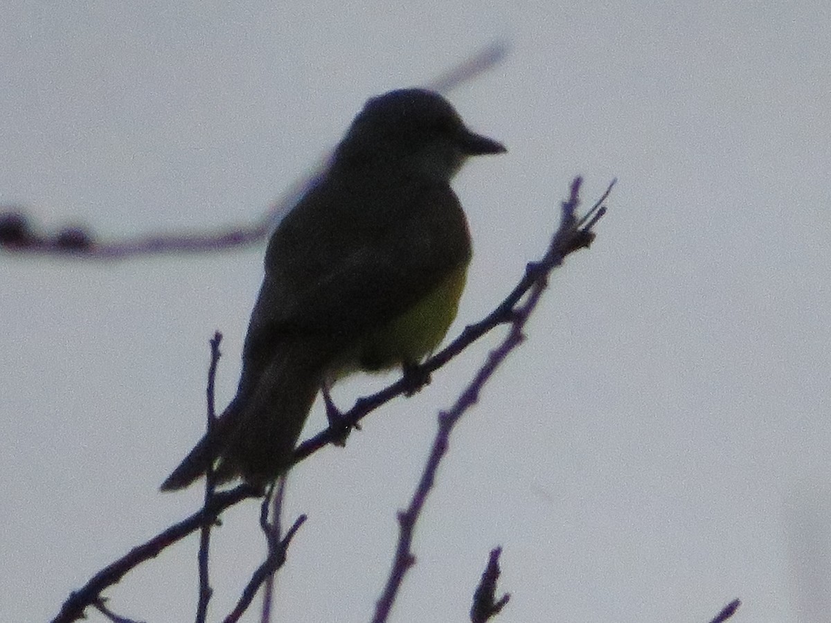 Couch's Kingbird - ML638314533