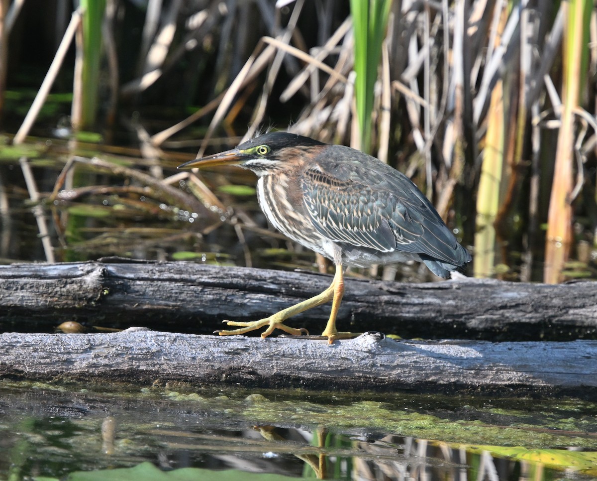Green Heron - ML638314540