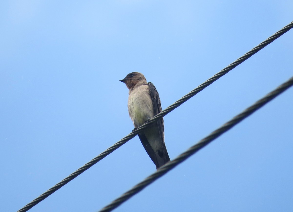 Southern Rough-winged Swallow - ML638314542