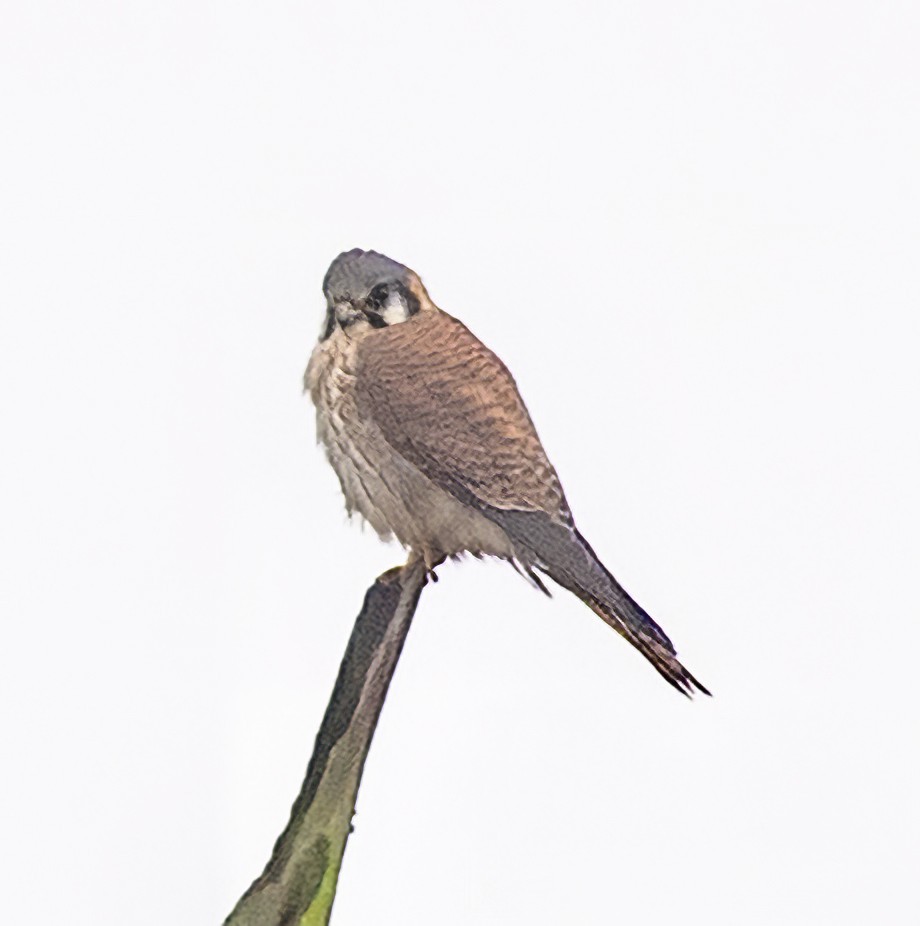 American Kestrel - ML638314565
