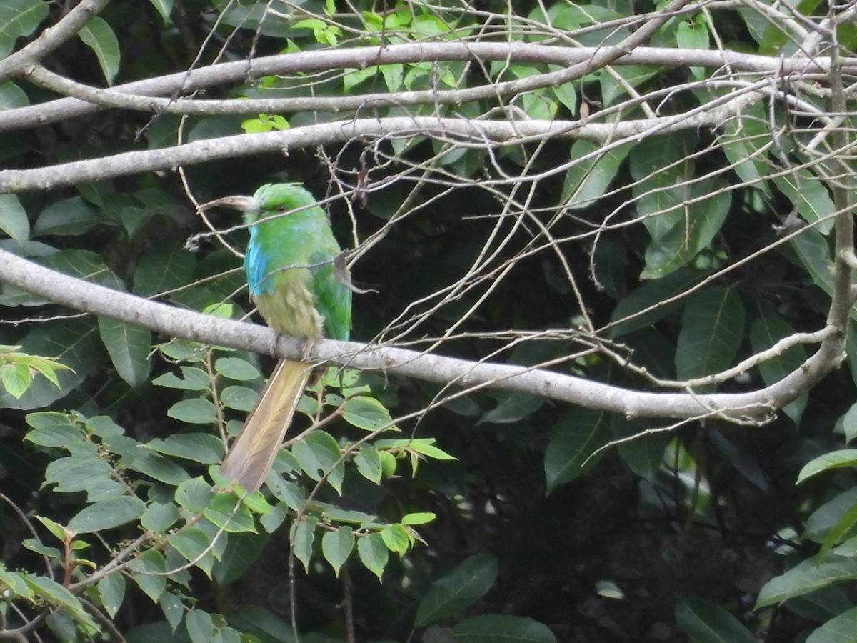 Blue-bearded Bee-eater - ML638314573